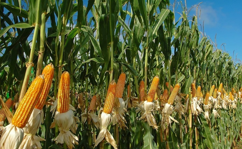 В Беларуси намолочено 10 млн тонн зерна с учетом рапса и кукурузы