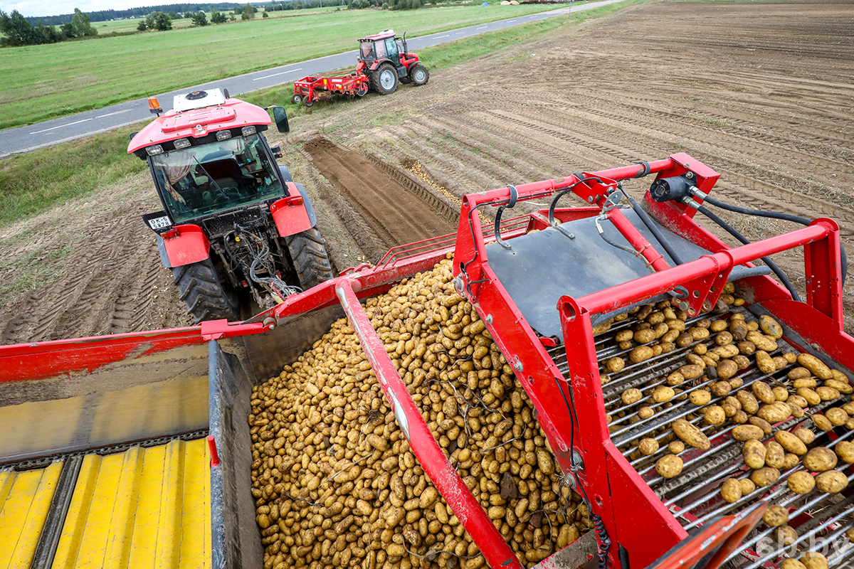 Министр сельского хозяйства сказал про урожай гречки, картошки и сахарной свеклы в Беларуси